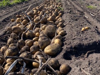 Anbau von Kartoffeln